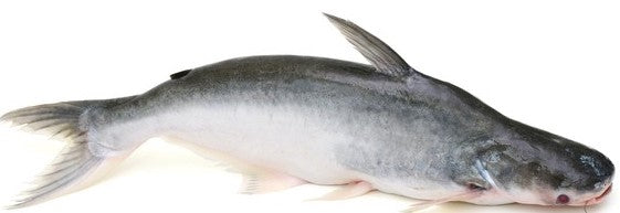 TODJIE